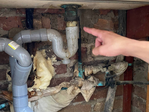 Best Mold removal after water damage  in Cactus, TX